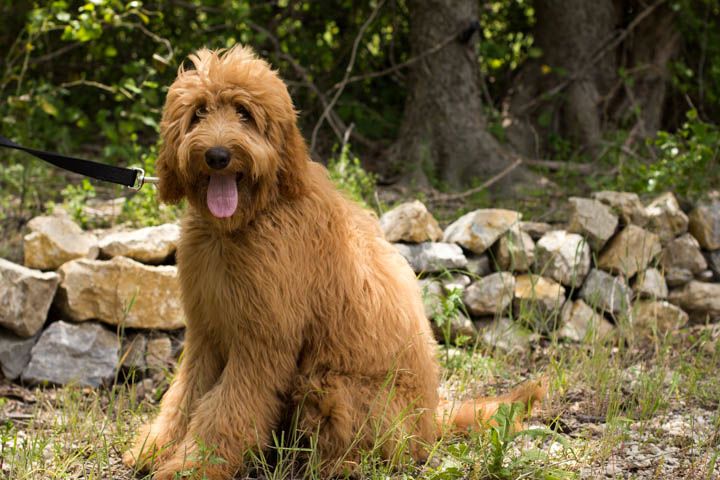 Golden Doodle Allie
