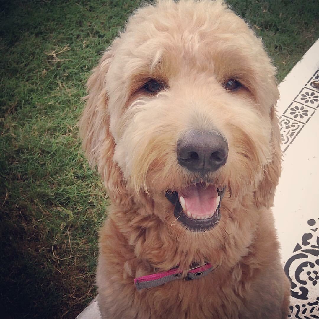 Les chiots GoldenDoodle Radio Integracion