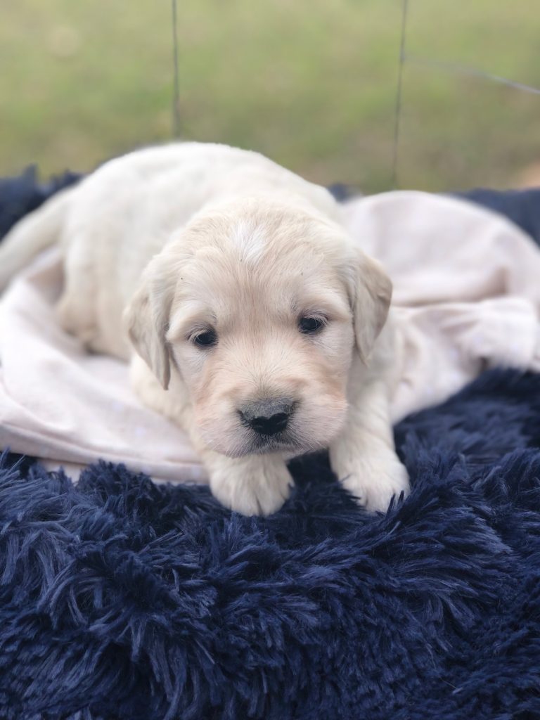 available cream golden retriever puppy near dallas tx
