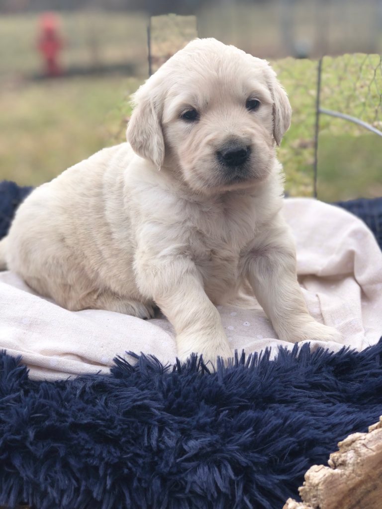 white golden retriever puppy