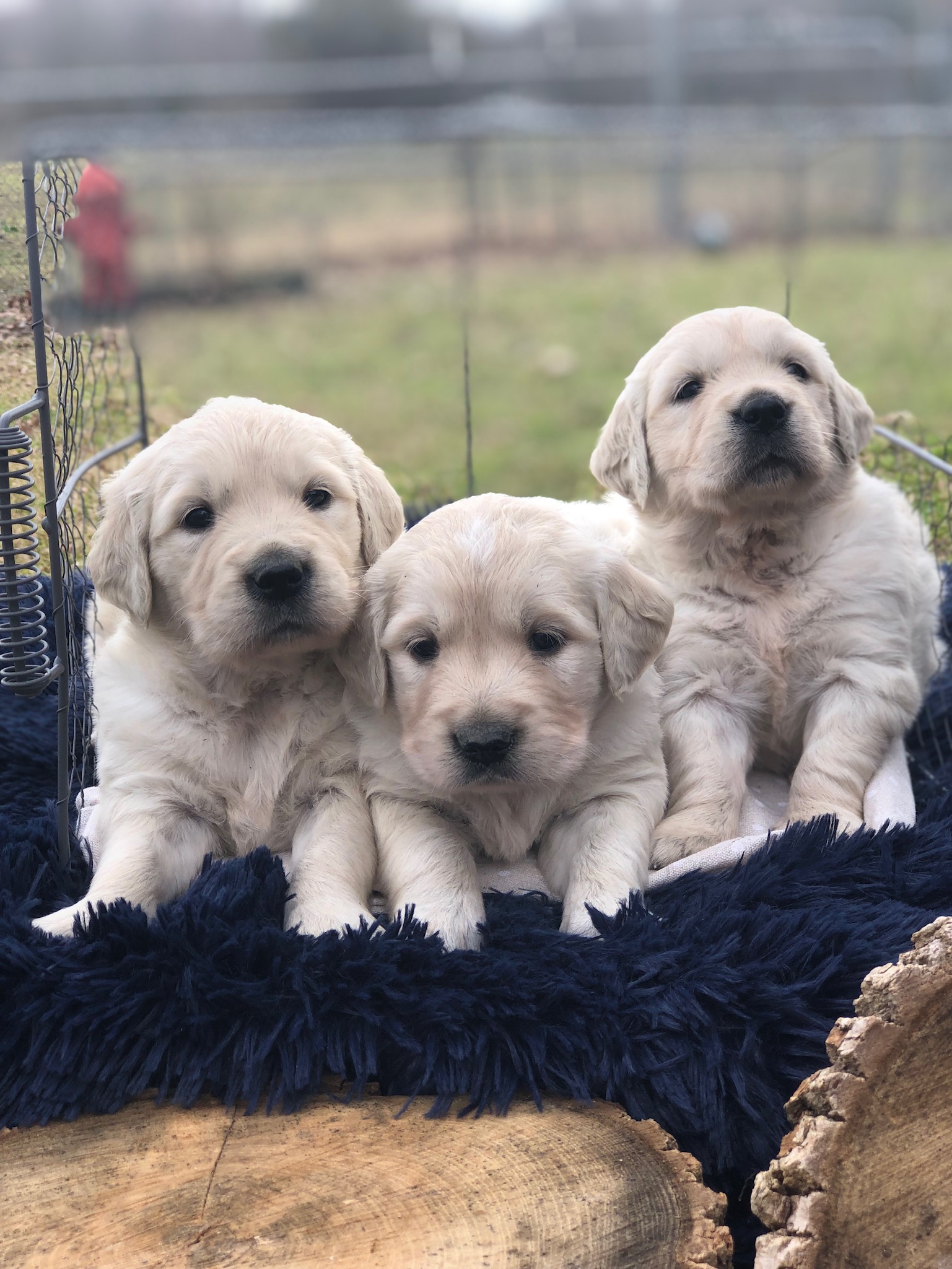 white golden retriever litter in texas