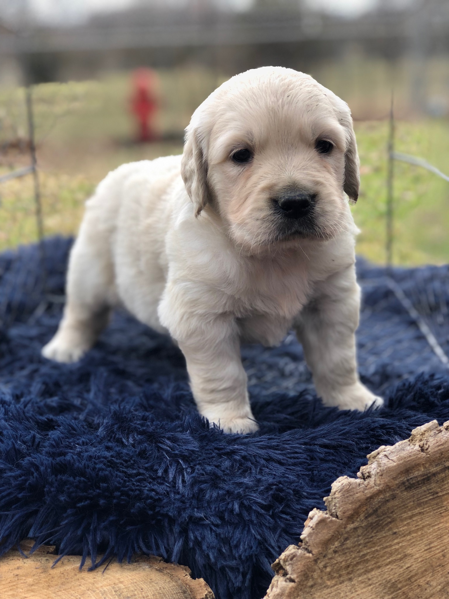 cream golden retriever breeder in dallas texas