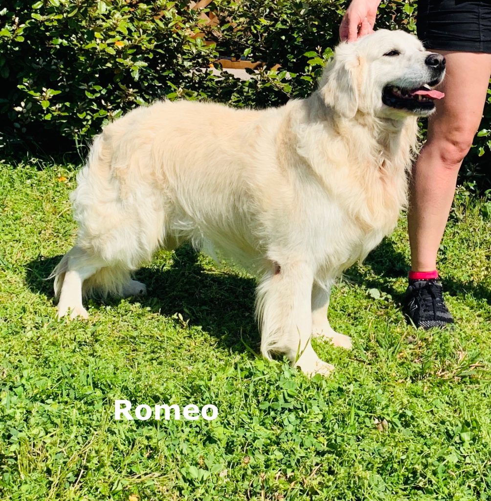 romeo, english cream golden retriever breeder in dallas texas