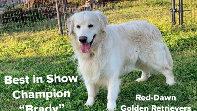 Brady, Best in Show Golden Retriever Breeder in Texas