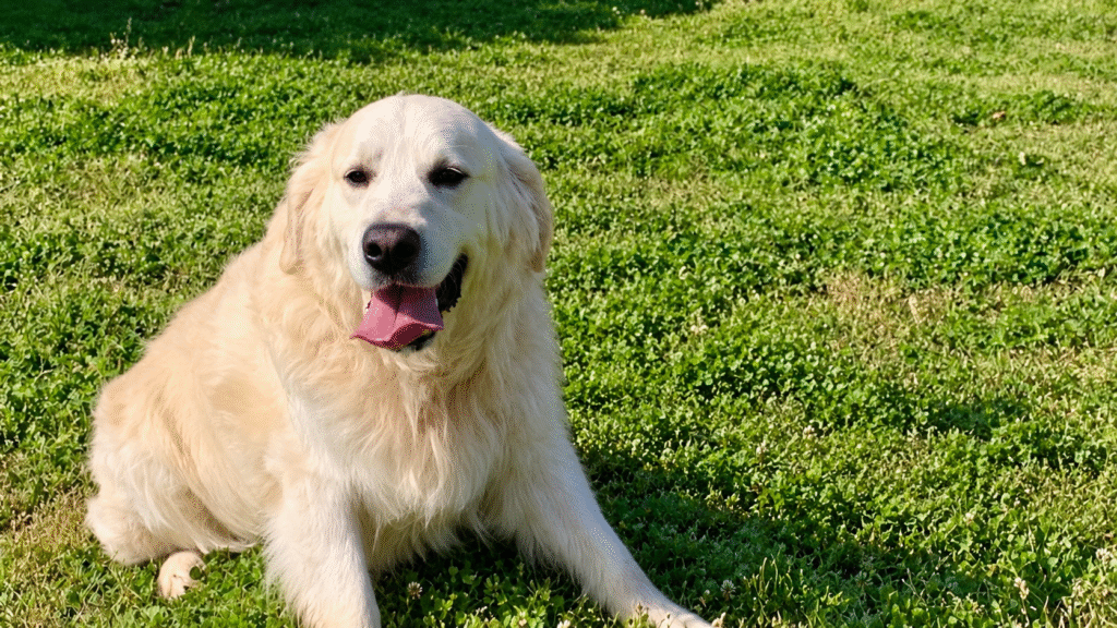 Romeo, is a champion cream golden retriever stud for Safari Doodles