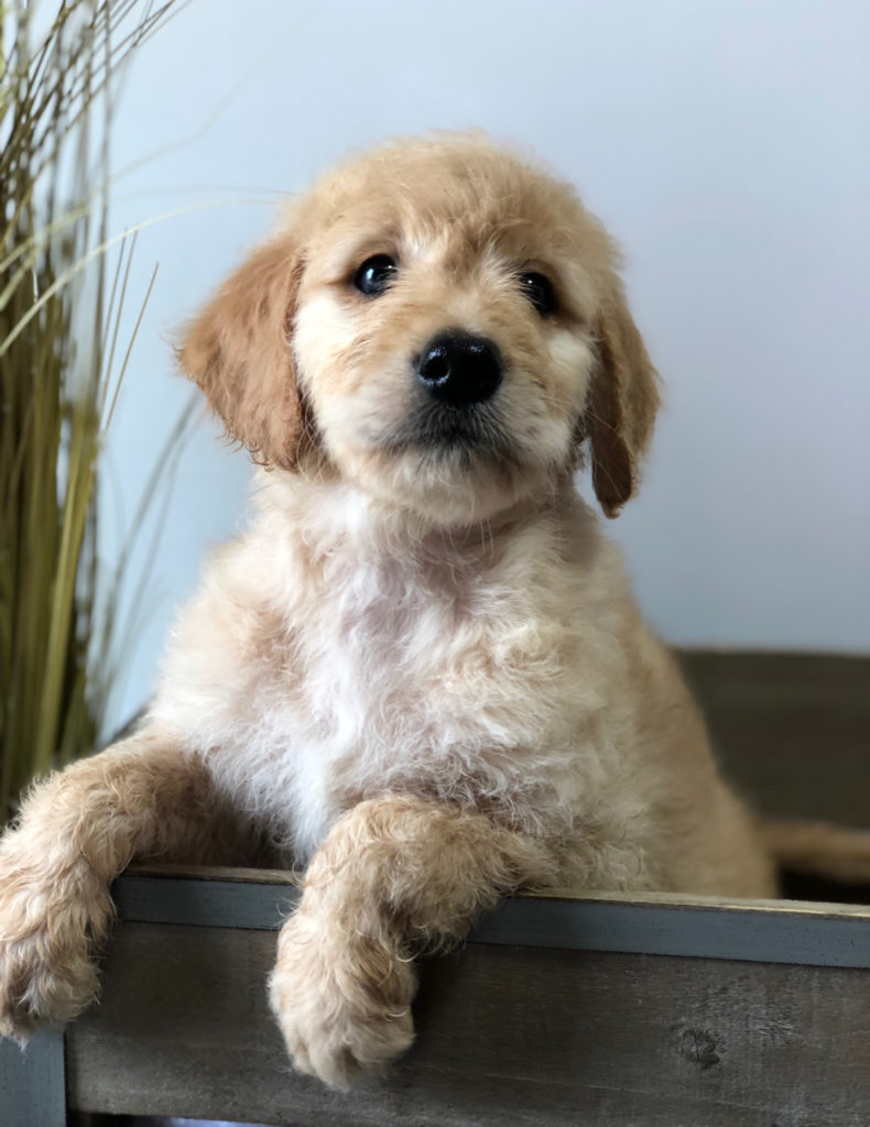 Cheap Goldendoodle Puppies For Sale - Mini Golden Retriever