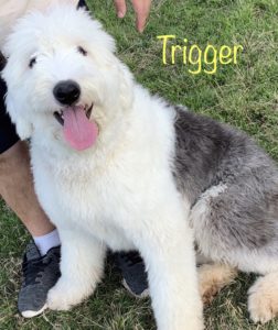 OES old english sheepdog father of sheepadoodle puppies in Texas 