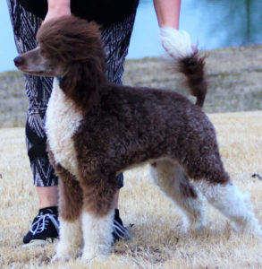 Sheepadoodle puppies from our parti poodle mom. Dallas Texas 