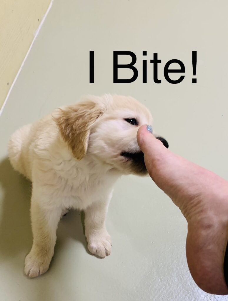 Puppies Bite!