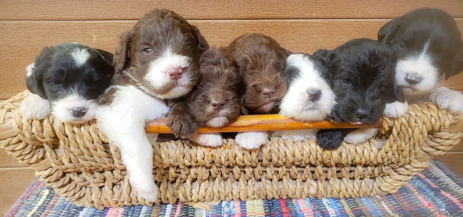 Litter of available Newfoundland and poodle cross puppies.  Houston Texas 