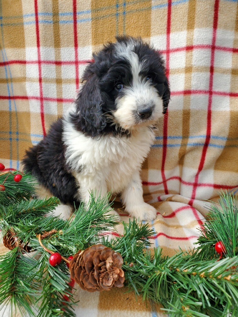 Black and white Landseer NewfiePoo puppy available for sale