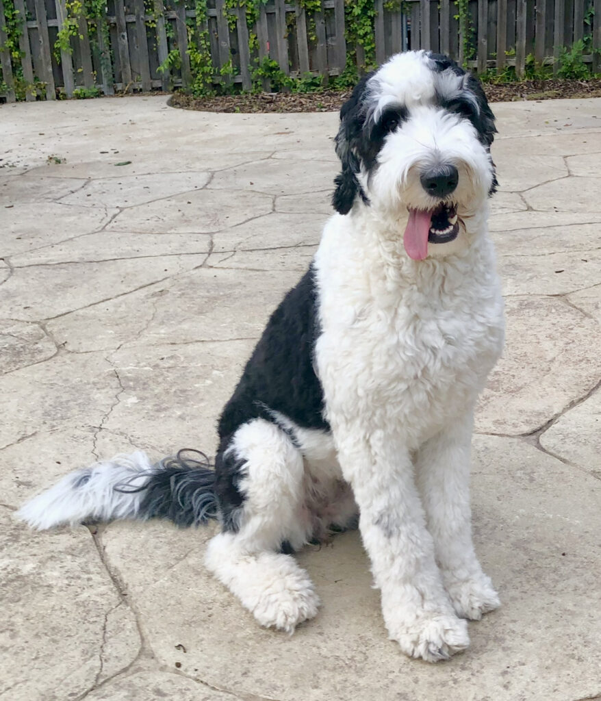 Large black and white SheepaDoodle sitting on patio 