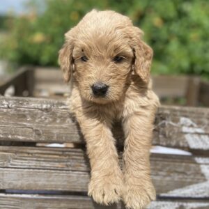 Goldendoodle puppy in box