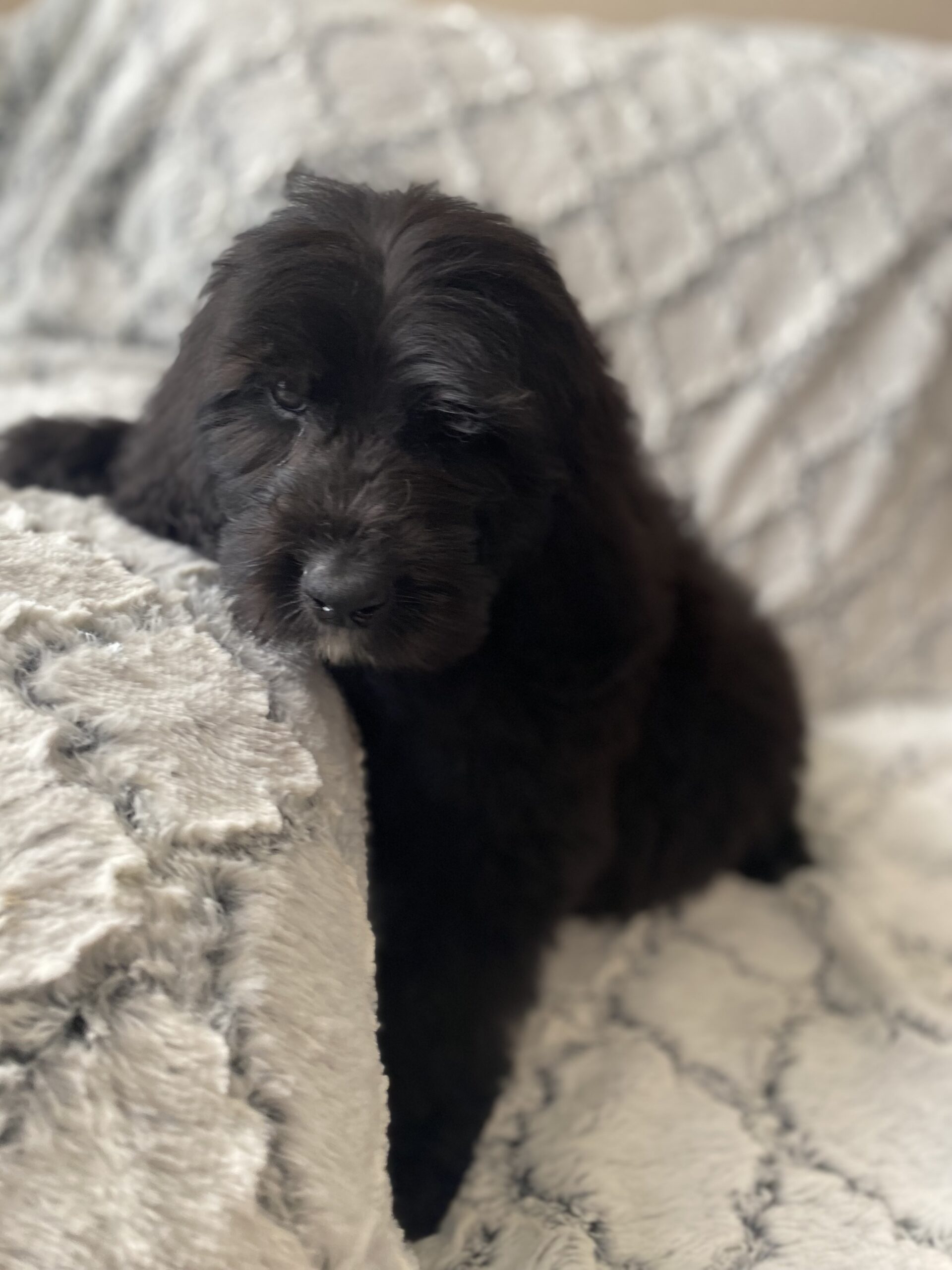 Solid black NewfyPoo puppy for sale in dallas Texas 