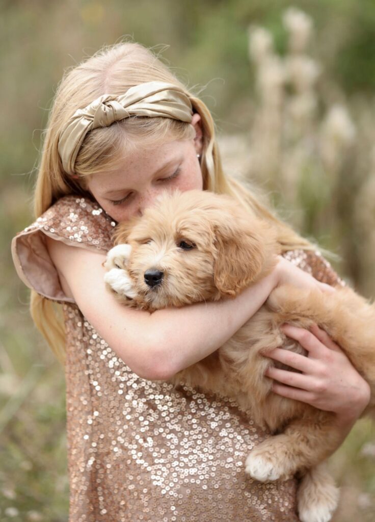 HavaPoo puppy with cute girl.  Blonde HavaPoo and blond girl.  