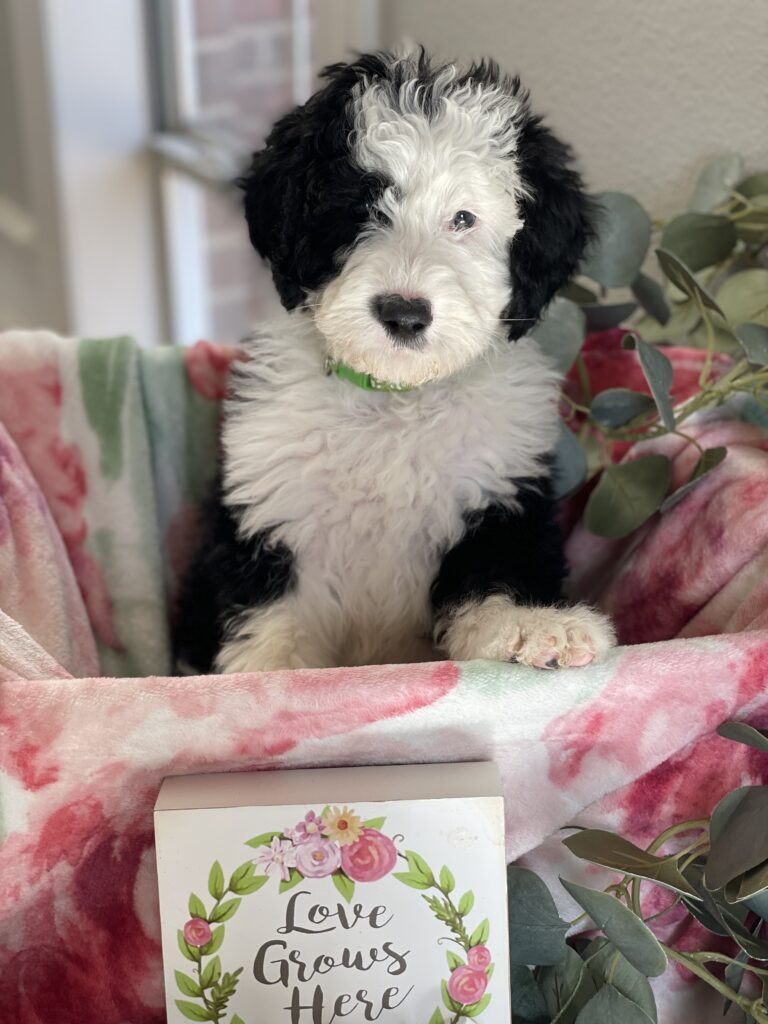 Black and white Sheepadoodle puppy sitting 