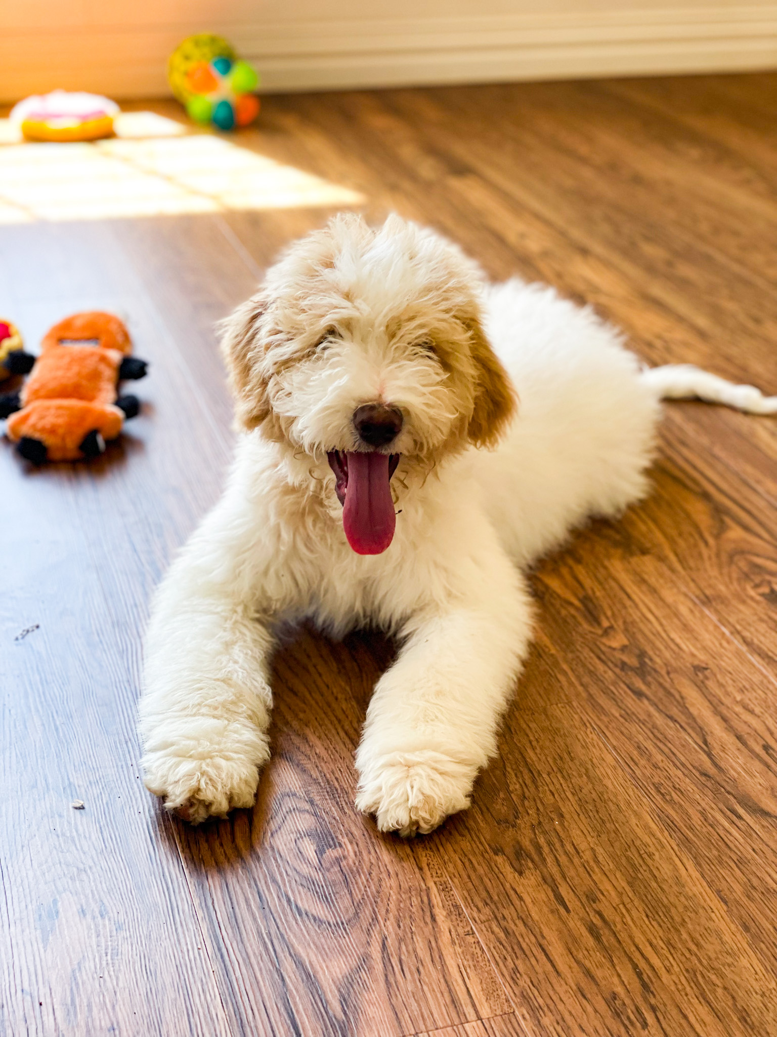 Sheepadoodle puppies — HillTop Farms