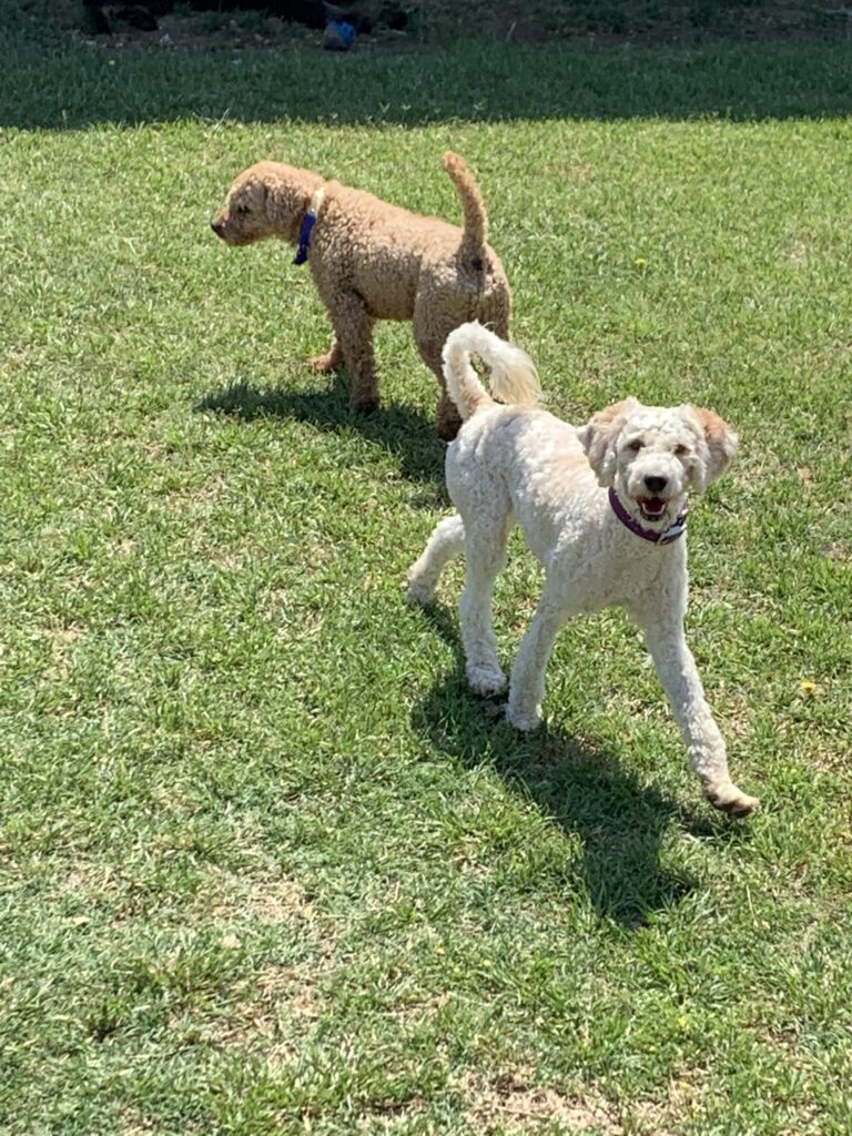 safari outdoor dogs