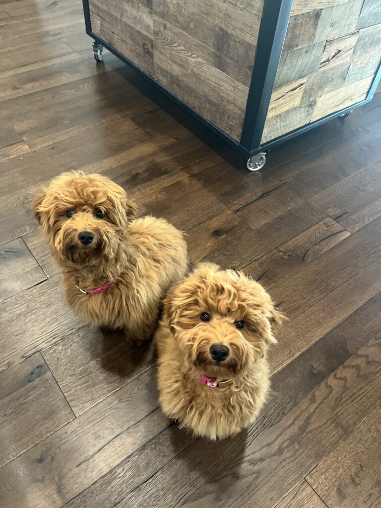 Two Long hair twin HavaPoo puppies 
