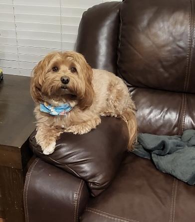 Golden color HavaPoo sitting on couch in Texas 
