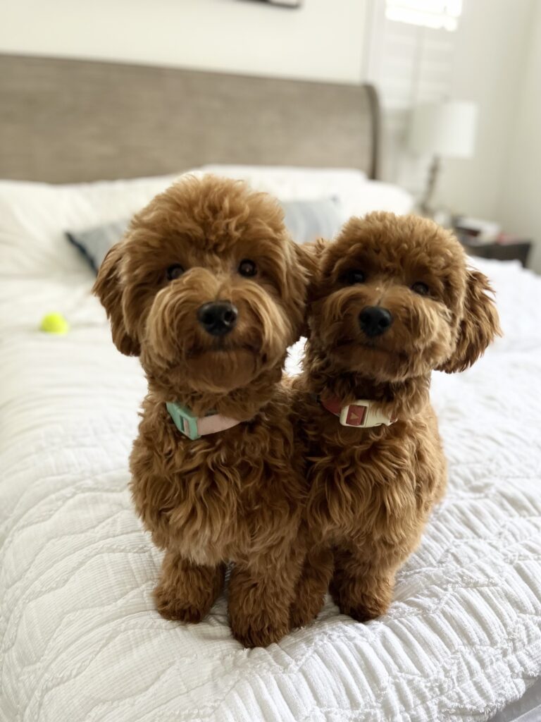 Twin red HavaPoo adult dogs with short hair cut 