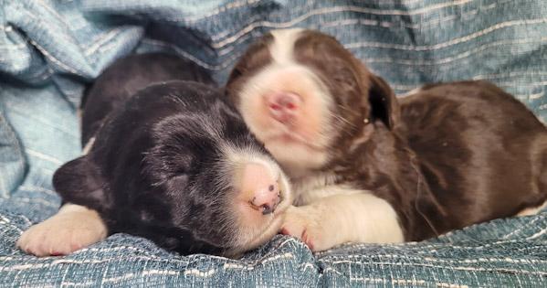 Newborn NewfyPoo puppies. Landseer. Black. Brown NewfyDoodle puppy 