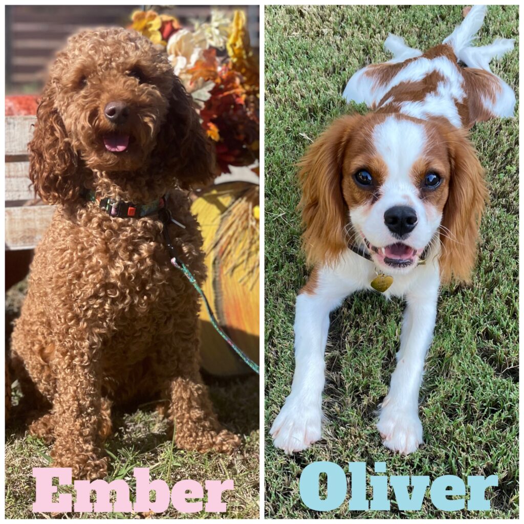 Parents of Cavapoo puppies near Houston Texas. Available red Blenheim color Cavapoo puppies. Houston TX