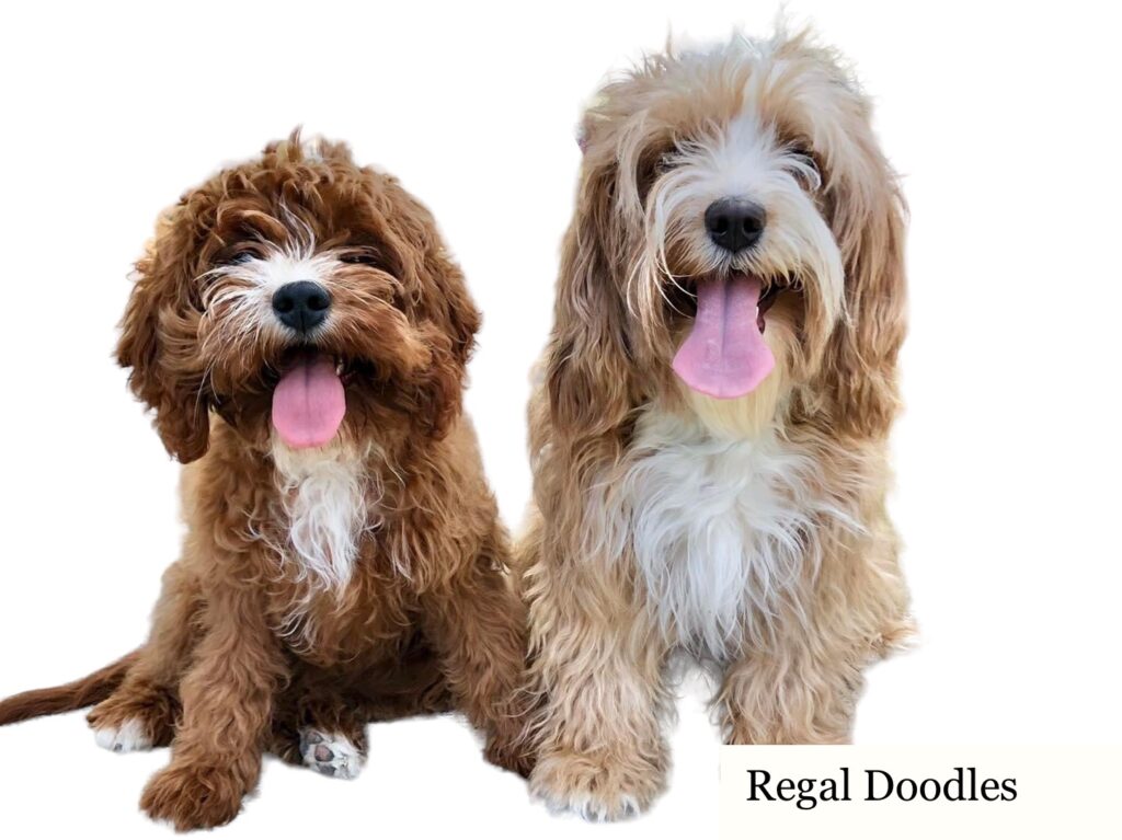 Two Cavapoo adults. Blenheim red and white. Golden and white color Cavapoo. Long coat adult Cavapoo picture 