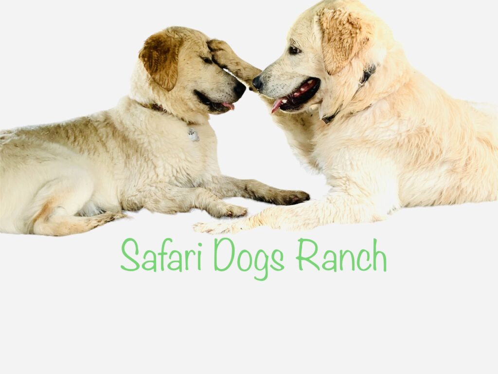 safari outdoor dogs