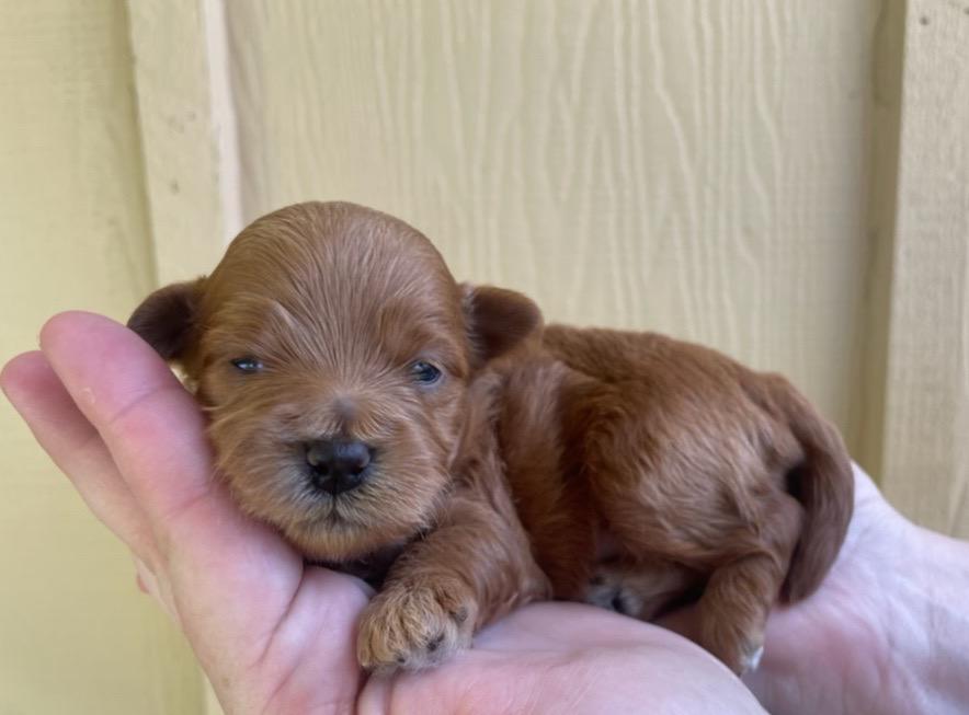 Red color newborn HavaPoo puppy 