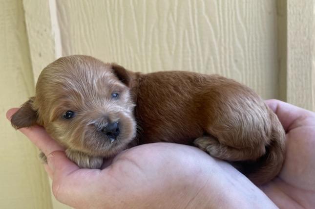 Newborn HavaPoo puppy 