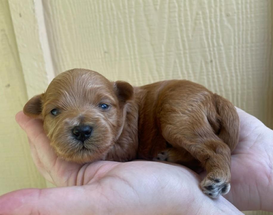 Newborn puppy HavaPoo 