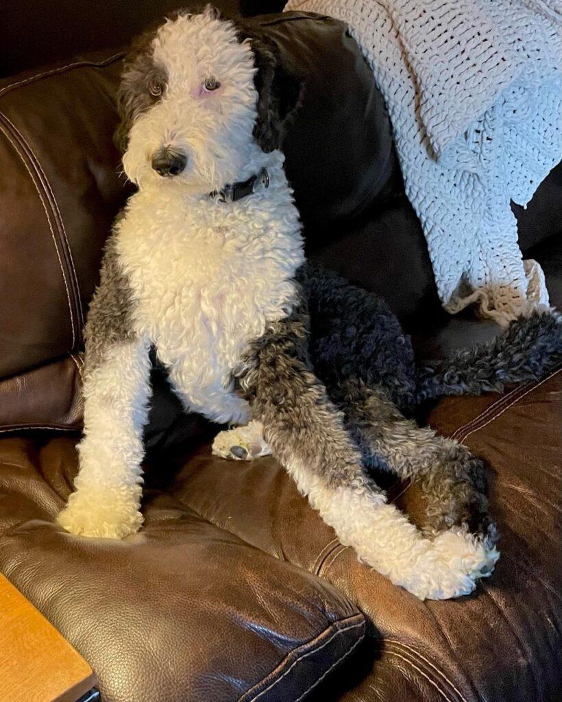 Big adult sheepadoodle sitting on couch in austin Texas 