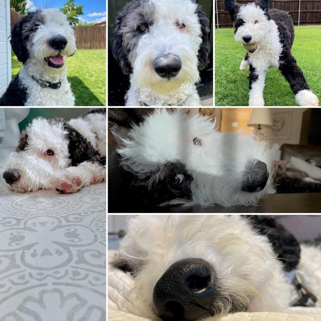 Collage of pictures of adult sheepadoodle. Black and white sheepadoodle in dallas Texas 