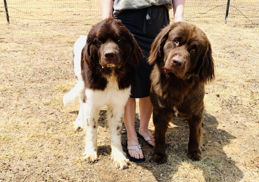 Tiny Tim at 1 year old. Moni at 2 years old. Landseer Brown Newfoundland & solid brown Newfoundland