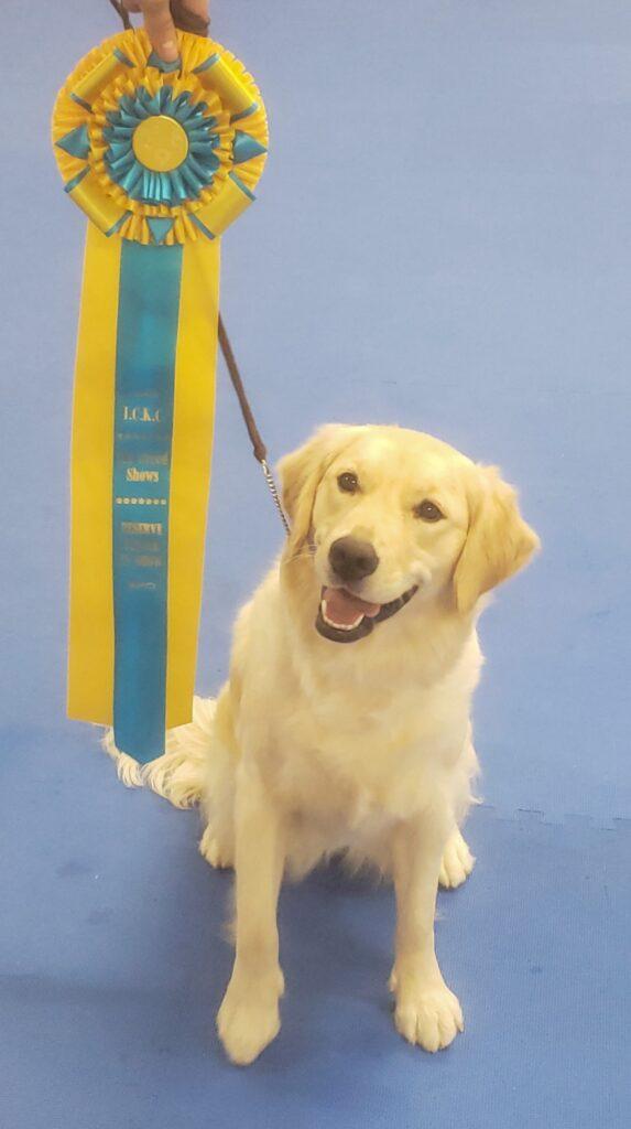 Champion golden retriever winning an ICKC dog show 