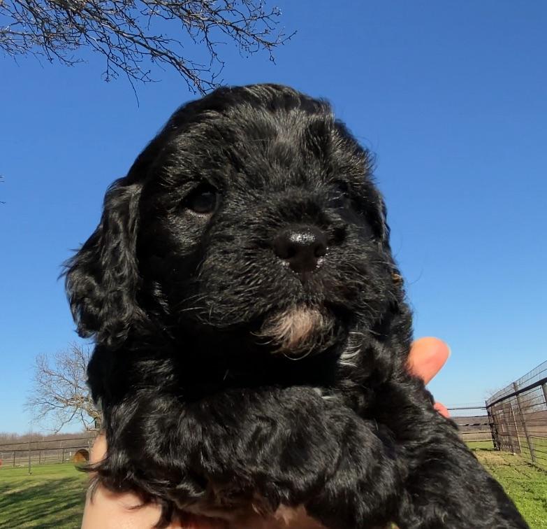 Black color Cavapoo