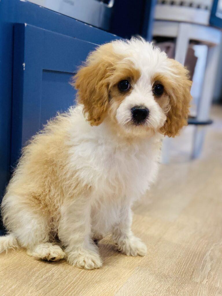 Blonde Blenheim color Cavapoo