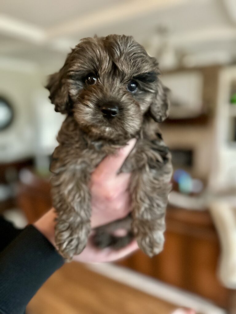 Merle color Cavapoo