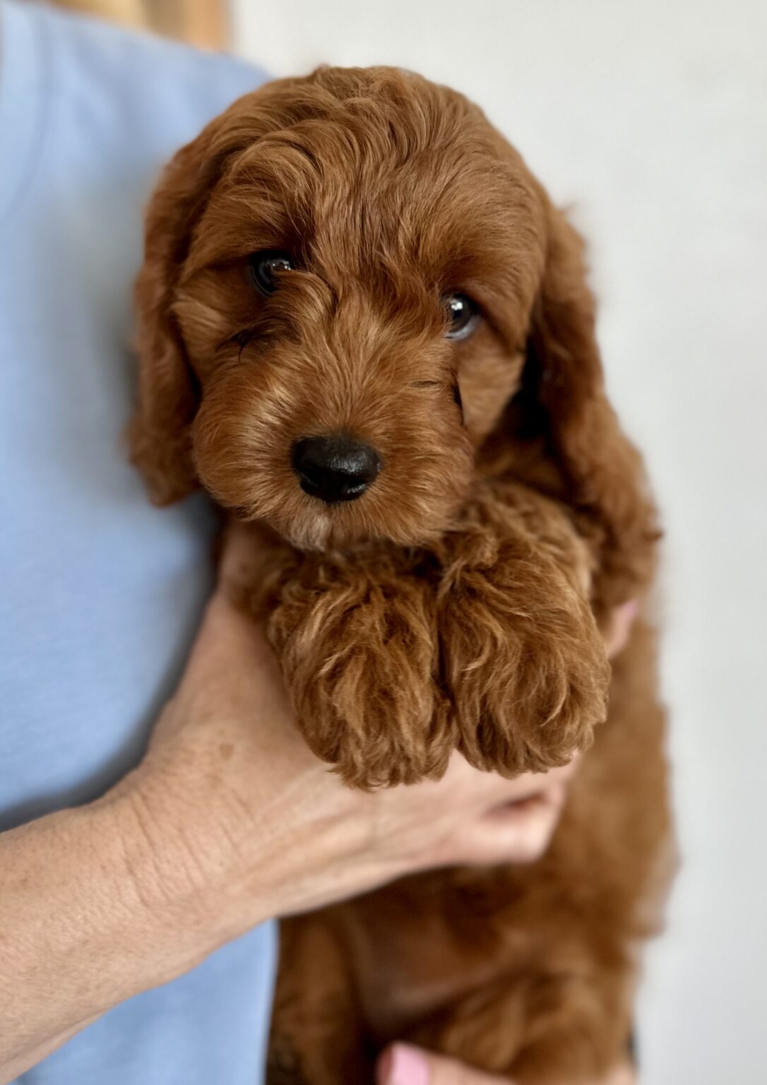 Available & Upcoming Puppies