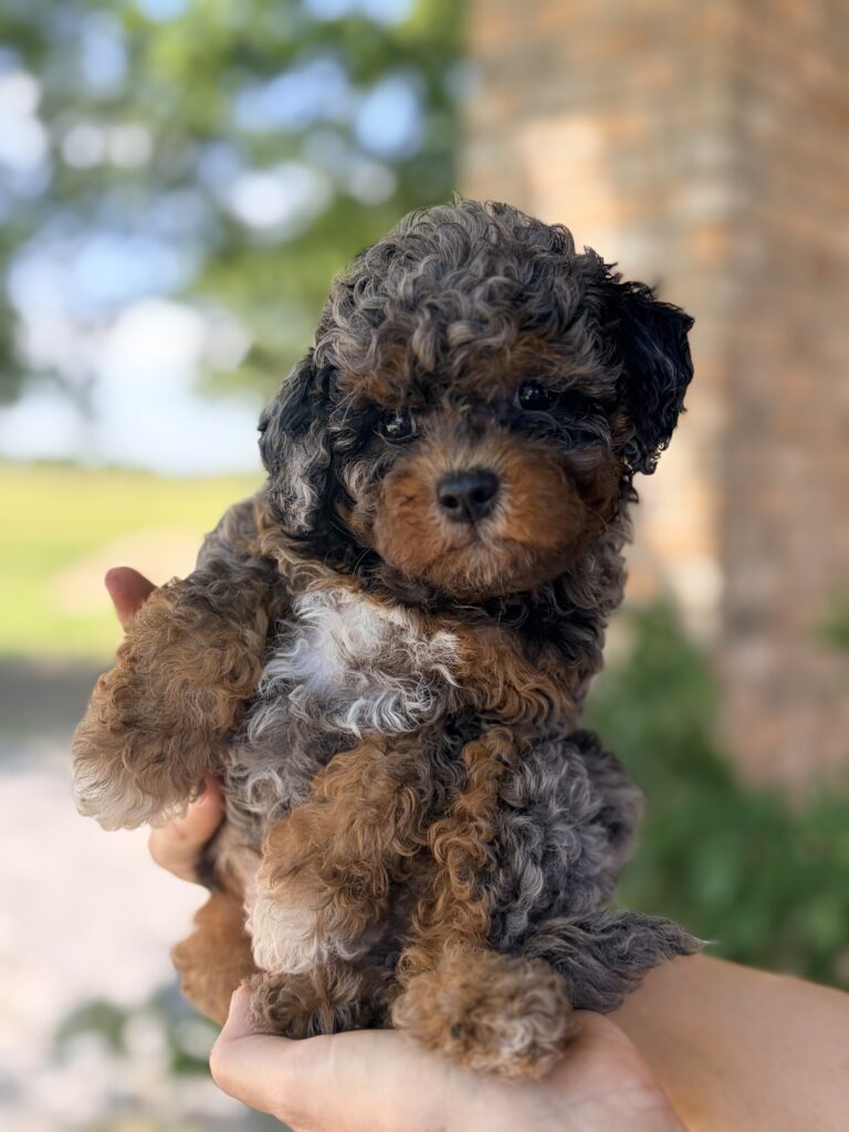Merle Phantom color Cavapoo