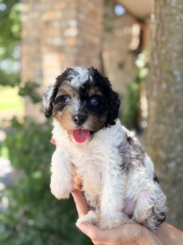 Merle and White color Cavapoo