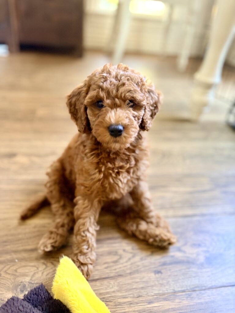 A mini Goldendoodle puppy made by Safari Doodles in Plano Texas