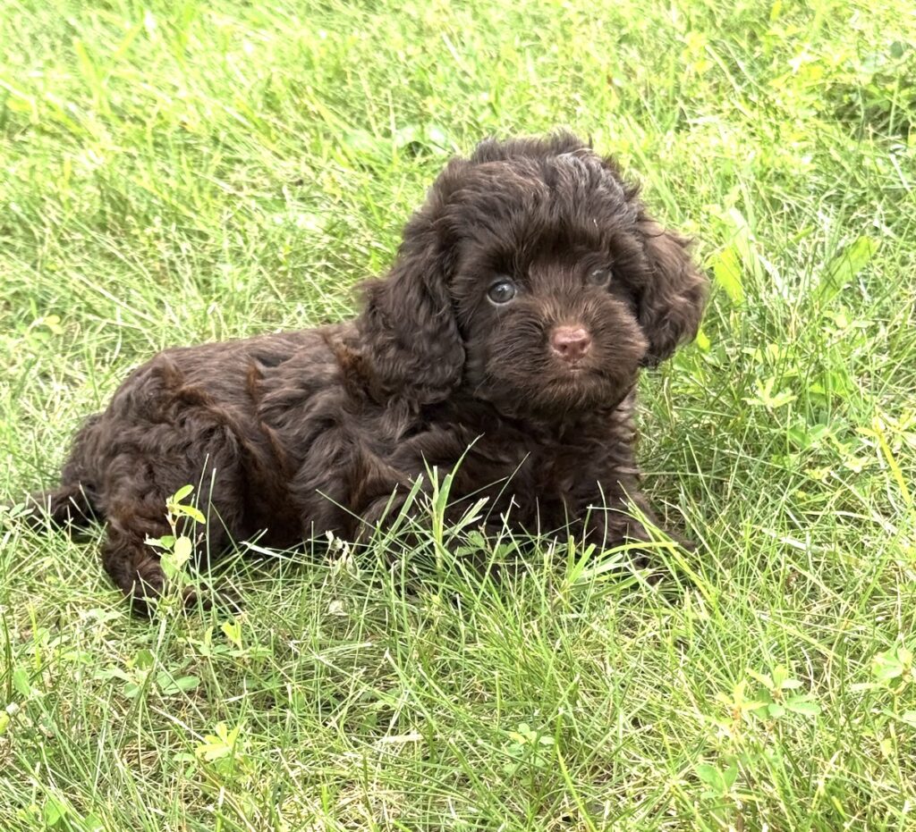 Brown color Cavapoo