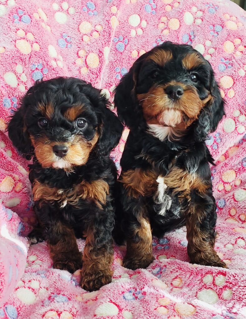 black and tan color Cavapoo puppies made by Safari Doodles in Texas