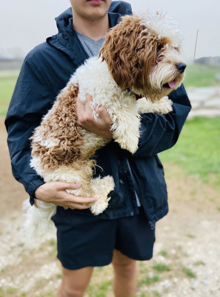 Blenheim color Cavapoo