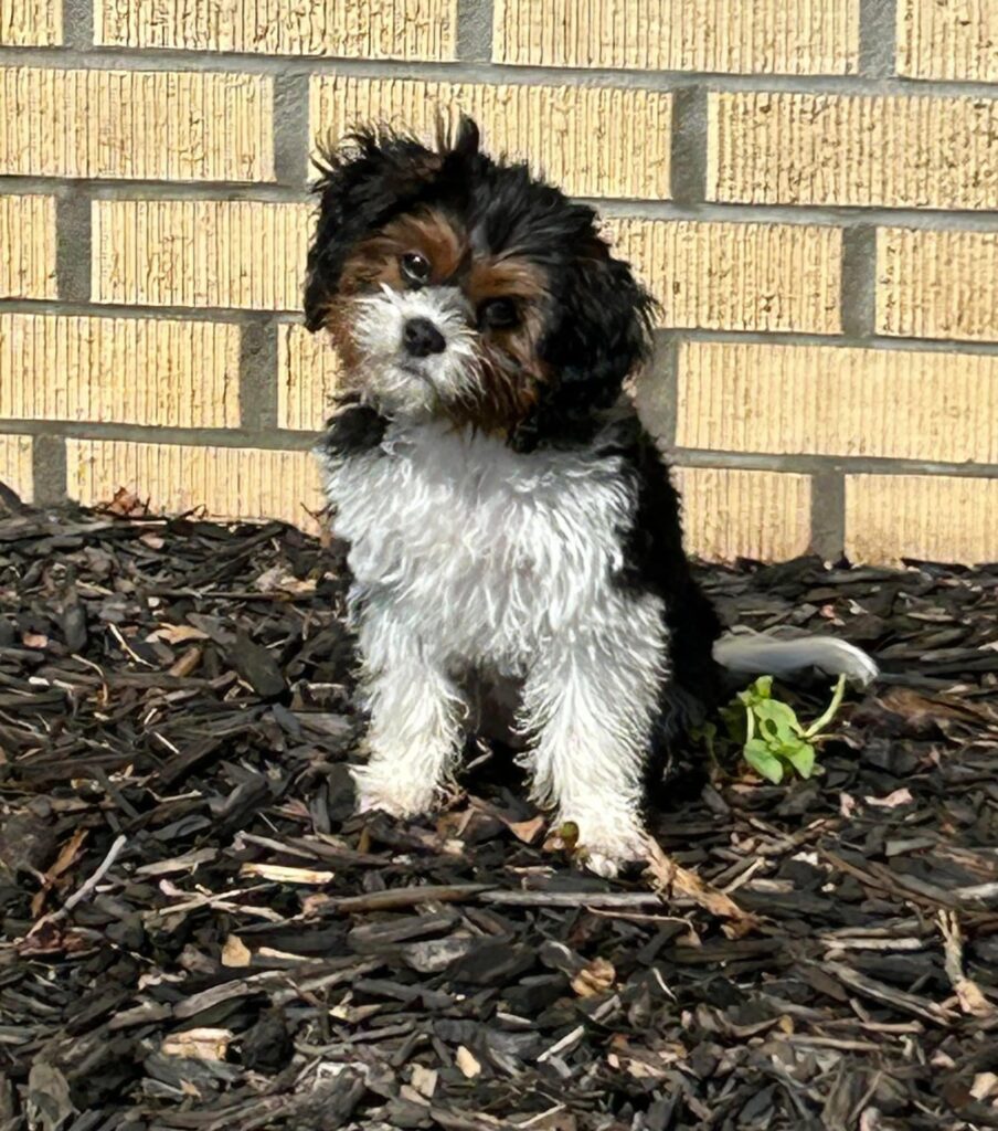 black tri color Cavapoo puppy made by Safari Doodles in Texas