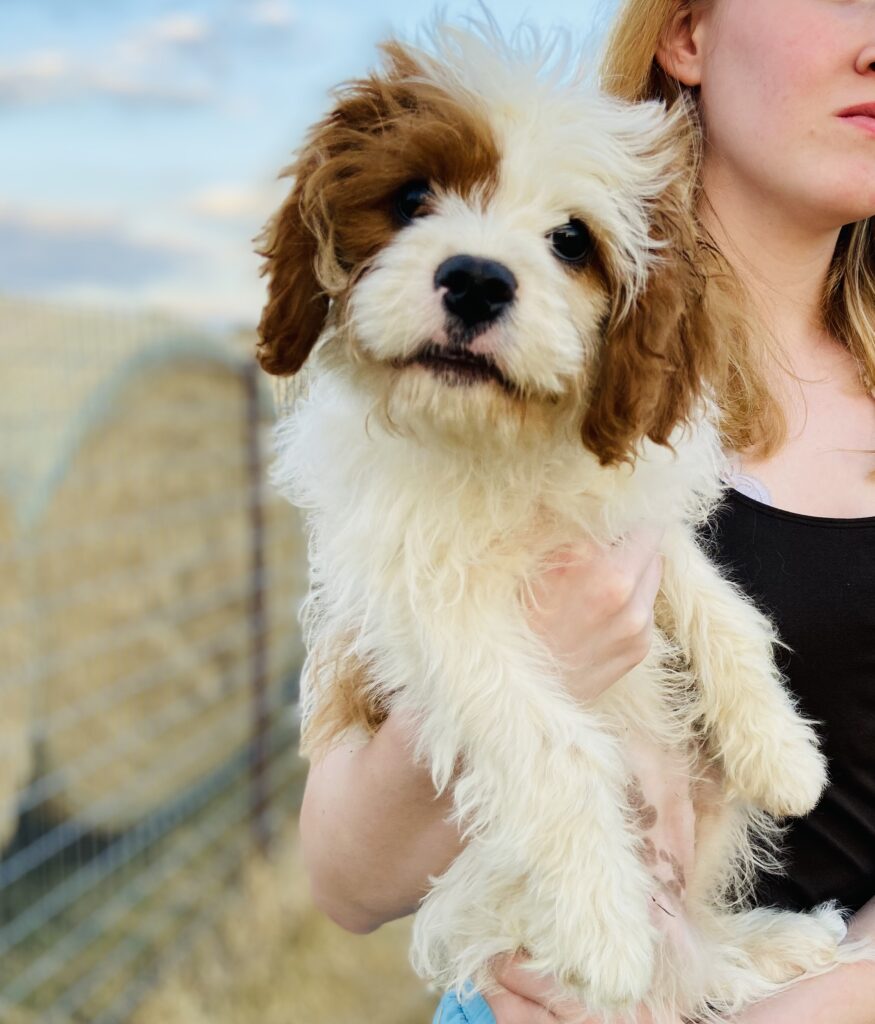 White and red color Cavapoo made by Safari Doodles in Texas