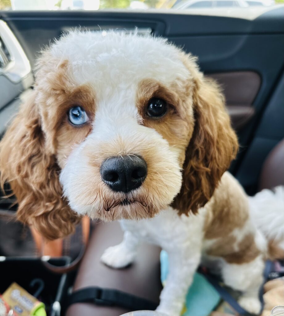 Blue eyed Blenheim color Cavapoo