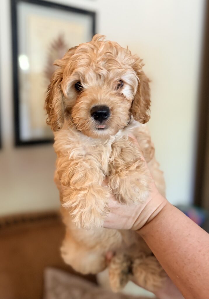 F1 petite apricot golden color Goldendoodle blend girl puppy by Safari Doodles of Texas
